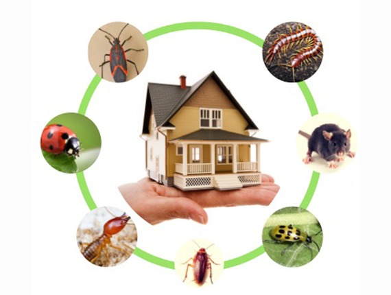 La désinsectisation est le processus visant à éliminer ou contrôler les populations d'insectes nuisibles dans des environnements domestiques, commerciaux ou industriels. Les insectes nuisibles, tels que les cafards, les fourmis, les moustiques, les punaises de lit, et bien d'autres, peuvent causer des problèmes de santé, contaminer les aliments, et endommager des biens matériels. Voici les étapes clés d'une désinsectisation efficace : 1. Inspection Initiale Identifier les Types d'Insectes : Déterminez quels insectes sont présents, leur nombre, et les zones où ils se rassemblent ou se reproduisent. Localiser les Points d'Entrée : Recherchez les fissures, les ouvertures, ou les autres points par lesquels les insectes peuvent entrer. 2. Planification de la Désinsectisation Développer un Plan Personnalisé : Créez un plan de désinsectisation adapté à votre situation, en tenant compte de l'ampleur de l'infestation et du type d'insectes présents. Déterminer les Méthodes à Utiliser : Choisissez les méthodes de désinsectisation les plus appropriées, qu'il s'agisse de traitements chimiques, biologiques, ou mécaniques. 3. Méthodes de Désinsectisation Traitement Chimique : Utilisation de produits chimiques comme les insecticides pour tuer les insectes nuisibles. Il est important de suivre les instructions du fabricant et de respecter les normes de sécurité. Traitement Biologique : Utilisation de prédateurs naturels ou de solutions biologiques pour contrôler les insectes nuisibles. Pièges à Insectes : Utilisation de pièges collants, de pièges lumineux ou de pièges à phéromones pour attraper les insectes et surveiller leur activité. 4. Mesures Préventives Scellement des Points d'Entrée : Scellez les fissures, les trous, et les ouvertures pour empêcher les insectes de pénétrer. Gestion des Déchets : Assurez-vous que les déchets alimentaires et autres matières attractives sont correctement éliminés. Nettoyage Approfondi : Maintenez les espaces propres et bien rangés pour réduire les sources d'alimentation et les cachettes potentielles pour les insectes. 5. Suivi et Contrôle Inspections Périodiques : Effectuez des inspections régulières pour détecter toute nouvelle activité d'insectes. Contrats de Maintenance : Envisagez des contrats de maintenance avec des professionnels de la désinsectisation pour un suivi régulier. Réagir Rapidement : Si vous constatez des signes de réinfestation, agissez rapidement pour éviter une prolifération. 6. Conformité aux Réglementations Respect des Lois Locales : Assurez-vous que toutes les mesures de désinsectisation respectent les réglementations locales et nationales. Sécurité des Produits Chimiques : Si des produits chimiques sont utilisés, assurez-vous qu'ils sont sécuritaires et respectent les normes de sécurité. Faire Appel à des Professionnels Professionnels de la Désinsectisation : Pour des infestations graves, il est préférable de faire appel à des professionnels qualifiés. Services de Suivi : Les professionnels peuvent offrir des services de suivi pour garantir un contrôle efficace. En suivant ces étapes, vous pouvez contrôler efficacement les insectes nuisibles et réduire les risques pour la santé et les dommages matériels. Une approche proactive et des mesures préventives sont essentielles pour éviter des infestations persistantes ou récurrentes.